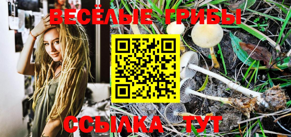 Псилоцибиновые грибы Cubensis Грозный